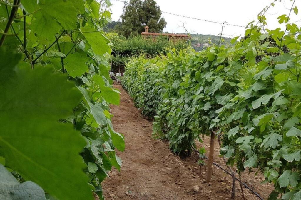 La Tagora Conect With The Nature & Relax Icod De Los Vinos Eksteriør billede